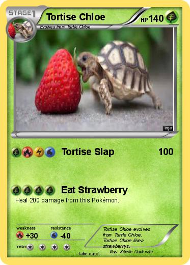 Pokemon Tortise Chloe