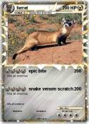 ferret