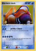 Mandarin duck
