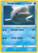 Beluga whale