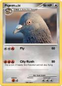 Pigeon