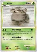 kitten