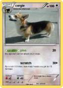 corgie