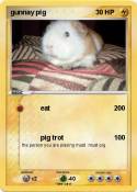 gunnay pig