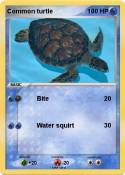 Common turtle