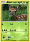 White tailed deer White tailed