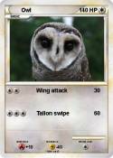 Owl