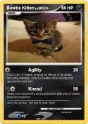 Bowtie Kitten