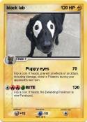 black lab