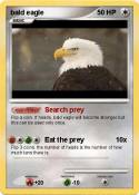 bald eagle