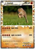 cheetah