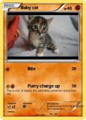 Baby cat