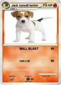Jack russell