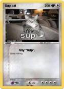 Sup cat Sup cat