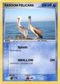 RANDOM PELICANS