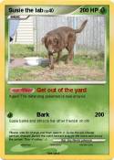 Susie the lab