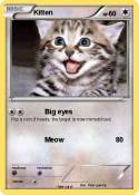 Kitten