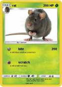 rat