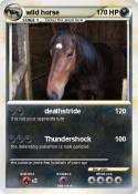 wild horse