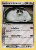 fatest cat in
