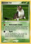 Domestic Cat