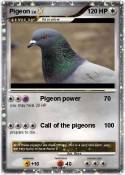 Pigeon