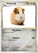 Guinea pig