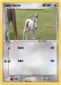 baby horse