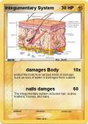 Integumentary
