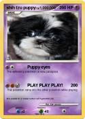 shih tzu puppy
