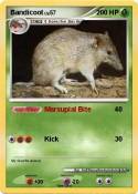 Bandicoot