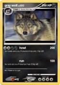 gray wolf