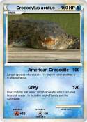 Crocodylus