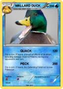 MALLARD DUCK