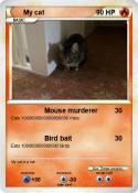 My cat