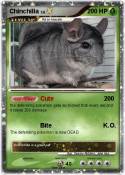 Chinchilla