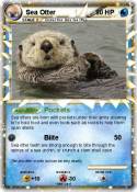 Sea Otter