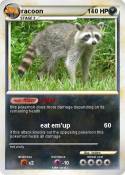 racoon racoon