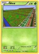 Wheat