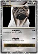Pug