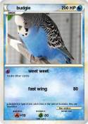 budgie