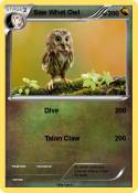 Saw Whet Owl