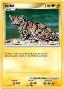 ocelot