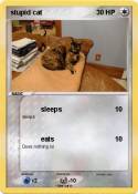 stupid cat