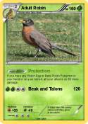 Adult Robin