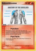 Deltoid/Shoulder