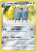 budgie trio