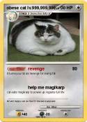 obese cat