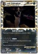 evil Chihuahua