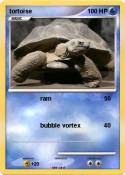 tortoise